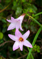 Wild purple flowers