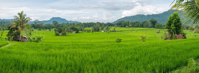 Rice terraces and a farm in Bali, Indonesia
