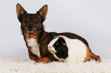 chihuahua mit meerschweinchen im studio