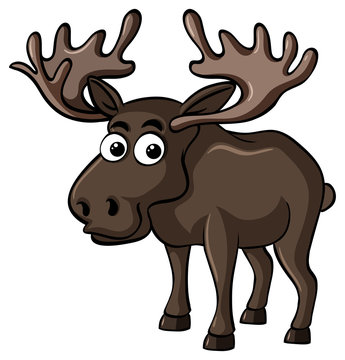 Brown moose on white background