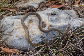Dead Freminville's Scorpion-eating Snake (Stenorrhina freminvillei), northwestern Guatemala