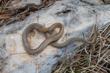 Dead Freminville's Scorpion-eating Snake (Stenorrhina freminvillei), northwestern Guatemala