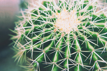 Cactus background And the thorn in the soft tone in the sunlight.
