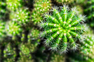 fresh green cactus with its sharp thorns in the desert.