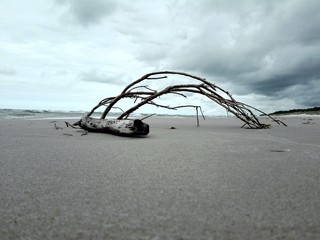 drzewo wywalone na plaże przez fale - Łeba