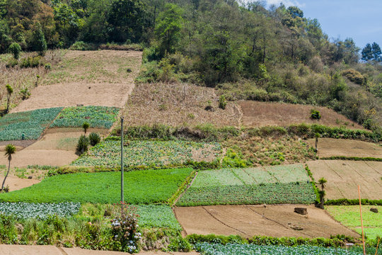 Vegetable fields near Zunil village, Guatemala