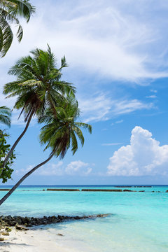 Tropical pristine beach with coconut palms
