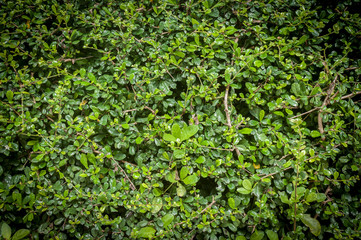 Fototapeta na wymiar Brick Wall Green leaves