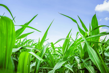 Fresh green corn on the farmer's farm in the countryside.