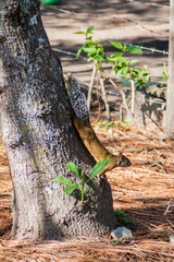 Squirrel in Santiago Atitlan village, Guatemala