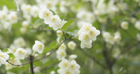 white jasmine flowers in cloudy day