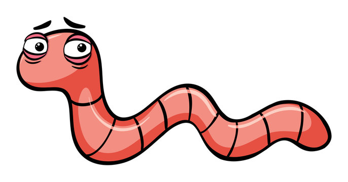 Earthworm on white background