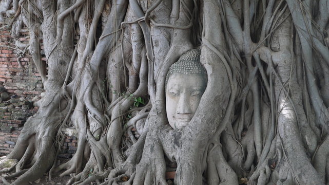 Buddha head in tree roots in Ayutthaya, Thailand