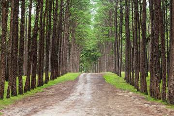 Beautiful landscape of Pine tree on tropical forest in the morning