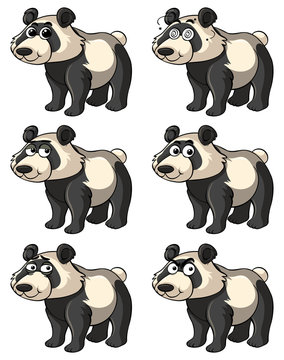 Panda with different facial expressions