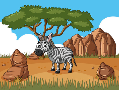 Zebra standing in the field