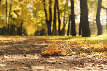 linden alley in town in sunny october morning