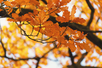 autumn oak tree with orange leaves,