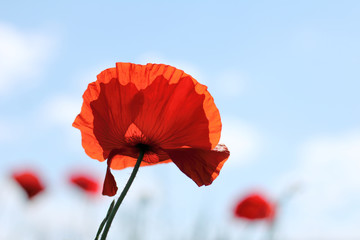 flowering summer flowers/ Red decorative poppy on a background of blue sky 
