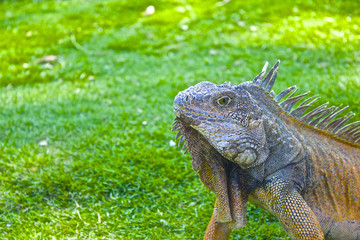 【エクアドル】グアヤキルのイグアナ公園