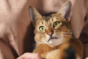 Teen girl with sad abyssinian cat on knees sitting on couch