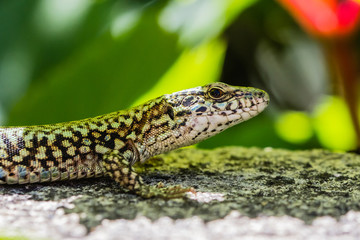 lézard en gros plan