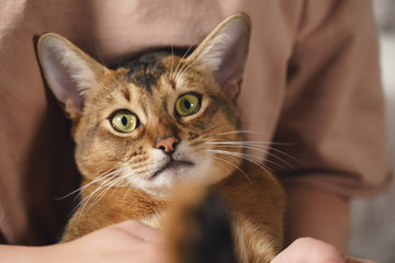Teen girl with sad abyssinian cat on knees sitting on couch