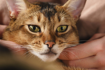 Teen girl with sad abyssinian cat on knees sitting on couch