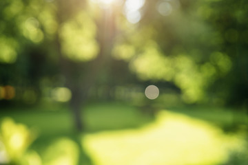 abstract blurred background of trees in park in sunny summer day