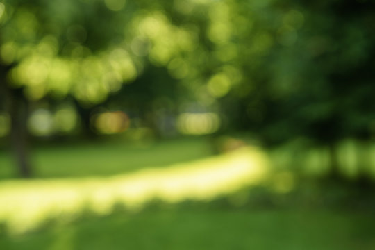abstract blurred background of trees in park in sunny summer day