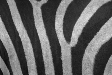 Fototapeta na wymiar zebra skin close up 