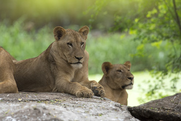 The lion is resting