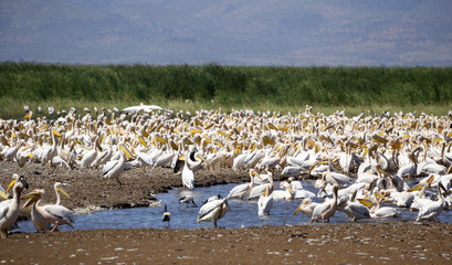 Thousands of pelicans in Manyara lake national park, Tanzania