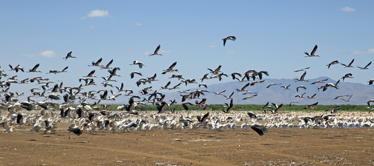 Thousands of pelicans in Manyara lake national park, Tanzania