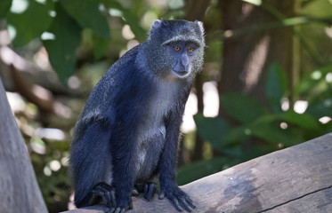 Beautiful cercopithecus (blue monkey) taken in Manyara jungle, Tanzania