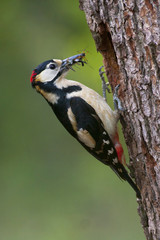 Male great woodpecker with beak full of food near his cavity