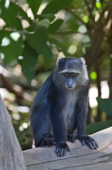 Beautiful cercopithecus (blue monkey) taken in Manyara jungle, Tanzania