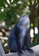 Beautiful cercopithecus (blue monkey) taken in Manyara jungle, Tanzania