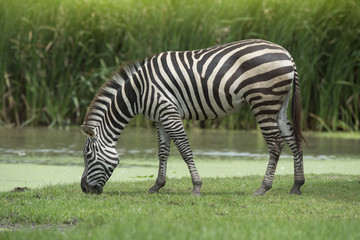 Fototapeta na wymiar Beautiful zebra 