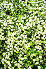 Textured crown of the plant hawthorn