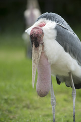 Close up Greater Adjutant