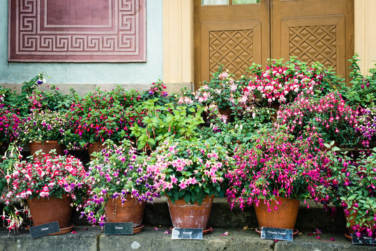 Variety of fuchsia in pots outside Chinese pavilion in Drottningholm Palace which is a famous landmark in Stockholm, Sweden