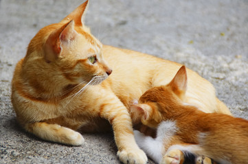 Kitten Breastfeeding