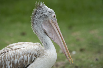 Close up Spot-billed pelican