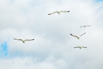 Armenian Gulls in Flight on Blue Sky