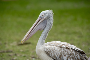 Close up Spot-billed pelican
