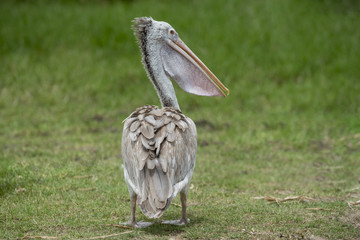 Close up Spot-billed pelican