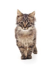 Fototapeta premium Little kitten.