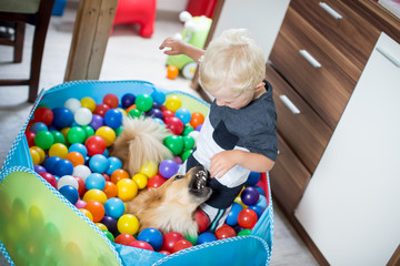 Kind tobt mit dem Hund im Bällebad