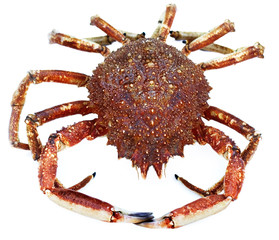 Seespinne